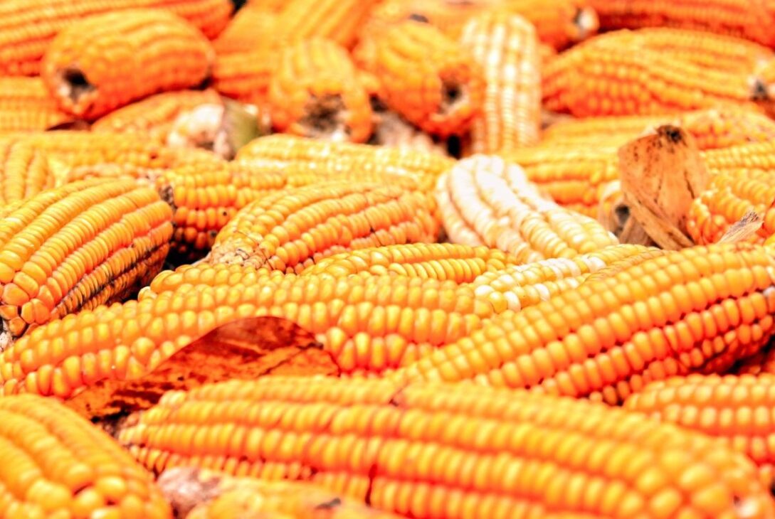 Maize - BusinessNews.LK