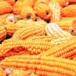 Maize - BusinessNews.LK