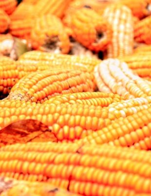 Maize - BusinessNews.LK