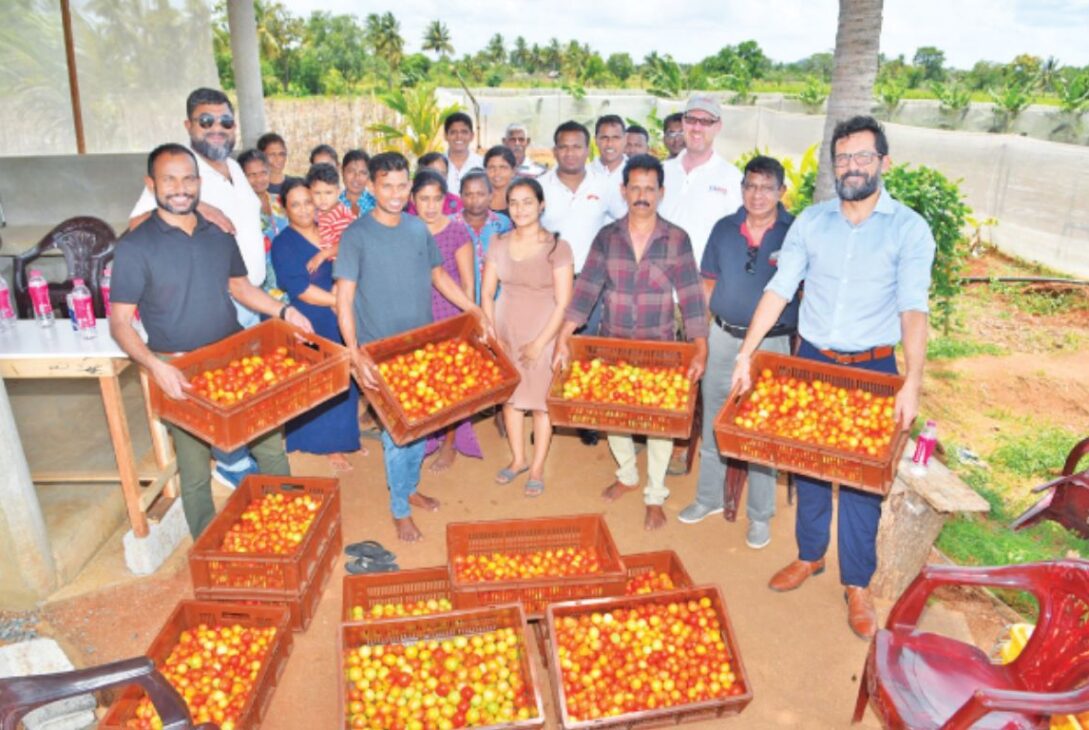 USAID- Cargills partnership drives agricultural innovation with Kist high-tech tomato outgrower project - BusinessNews.LK