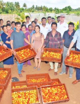 USAID- Cargills partnership drives agricultural innovation with Kist high-tech tomato outgrower project - BusinessNews.LK