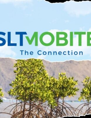 SLT-MOBITEL partners Forest Department for Mangrove Restoration Project - BusinessNews.LK