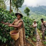 Coffee Growers to Benefit From New Insurance Scheme