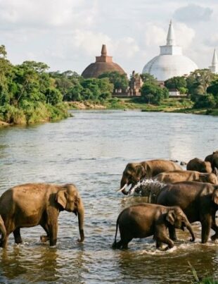 New Elephant Corridors and Safety Measures Target Human-Elephant Conflict