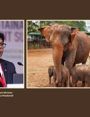 Pinnawala to Be Developed as Elephant Research and Breeding Centre