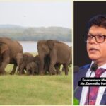 Wild elephant population jumps 26.7% to 7,451 animals – Minister Dammika Patabendi