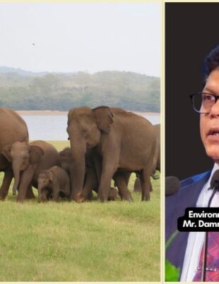 Wild elephant population jumps 26.7% to 7,451 animals – Minister Dammika Patabendi