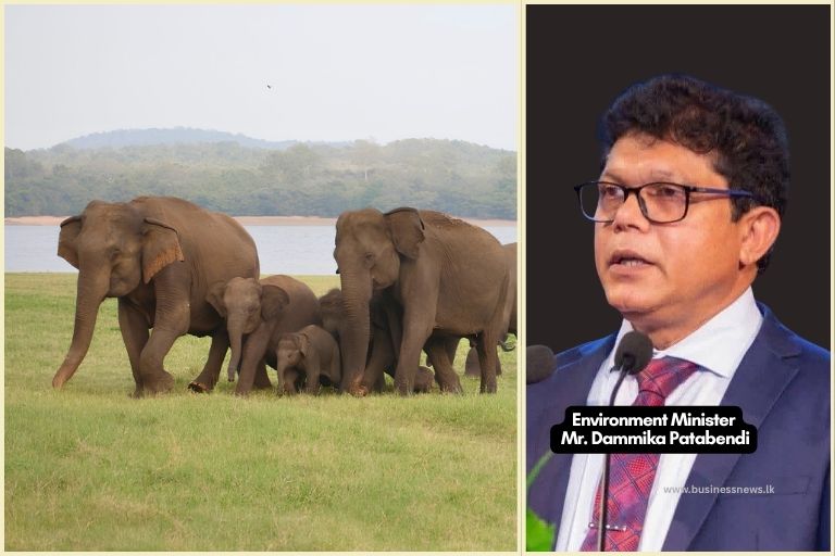 Wild elephant population jumps 26.7% to 7,451 animals – Minister Dammika Patabendi