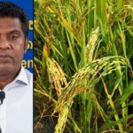 39,500 MT Paddy Purchase Target Set for This Yala Season