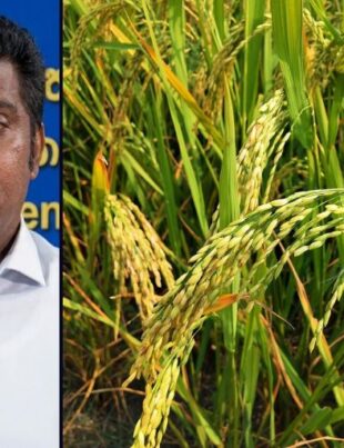 39,500 MT Paddy Purchase Target Set for This Yala Season