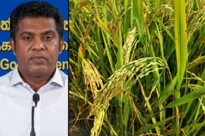 39,500 MT Paddy Purchase Target Set for This Yala Season
