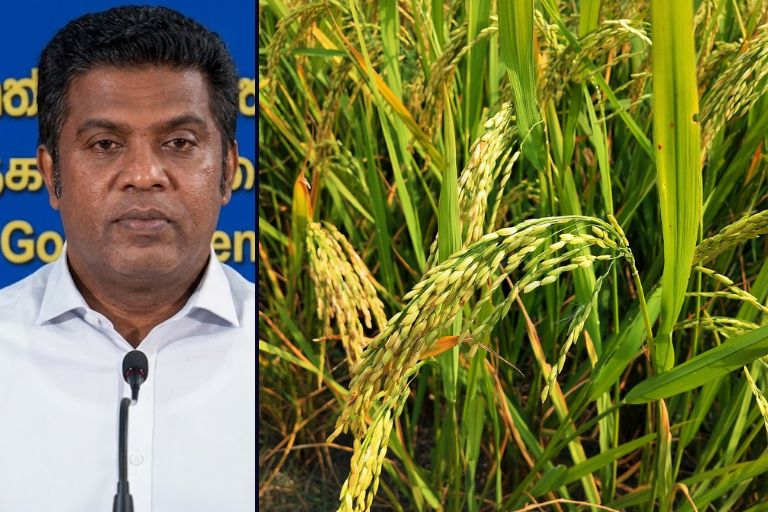 39,500 MT Paddy Purchase Target Set for This Yala Season
