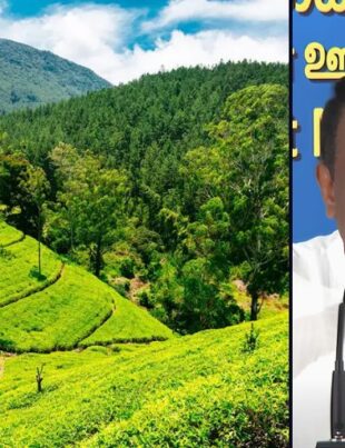 500 Tea Villages Planned to Lift Exports to USD 2.5 Billion