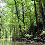 Eight Puttalam Mangrove Ecosystems to Receive Protected Status