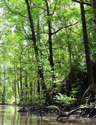 Eight Puttalam Mangrove Ecosystems to Receive Protected Status