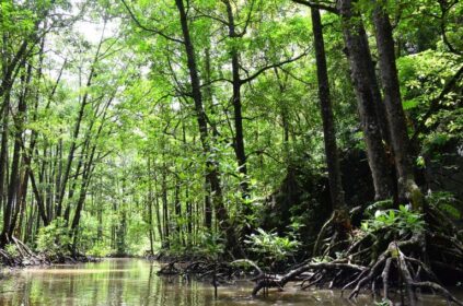 Eight Puttalam Mangrove Ecosystems to Receive Protected Status