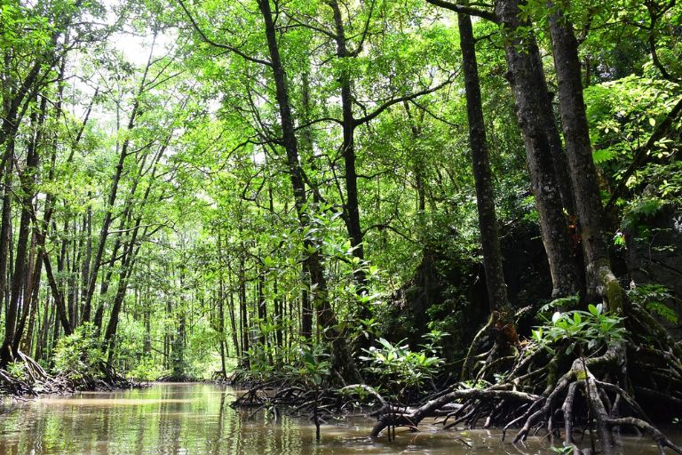 Eight Puttalam Mangrove Ecosystems to Receive Protected Status