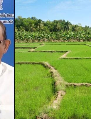 Paddy Marketing Board Starts Rs.16 Billion Paddy Purchasing Drive
